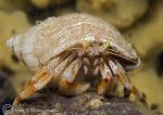 hermit crab