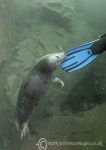 Seal pup & fins