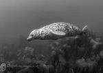 Grey seal pup b&w