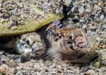 Painted Goby pair