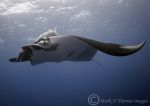 Giant Manta