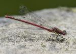 Large red damselfly