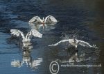 Swan Action 3