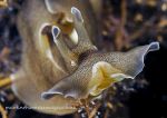 Sea Hare