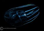 Leucothea multicornis - a comb jelly