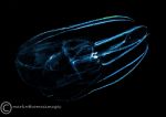 Leucothea multicornis - a comb jelly