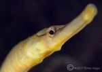 snake pipefish