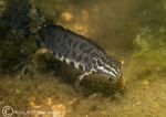 common newt - male