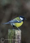 Great Tit