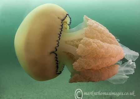Barrel Jellyfish 3
