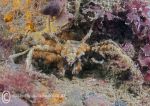 Sponge spider crab