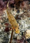 Two-spot goby