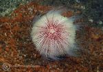 Urchin on rust