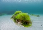 Sea lettuce