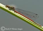 large red damselfly