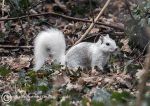 Ghost squirrel