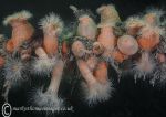 Plumose anemone