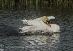 Mute Swan - 05/2017