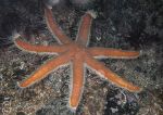 Seven armed starfish - large