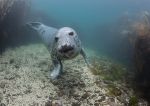 Grey seal pup