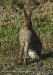 Irish hare - adult