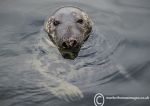 Grey Seal 2