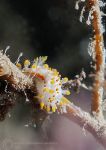 Orange-clubbed Nudibranch