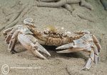 shore crab