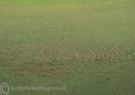 River Weaver, duck weed