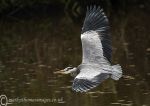 Grey Heron Flight 3