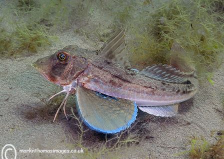 Tub Gurnard