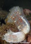 Sea Squirt - Corella parallelogramma