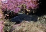 Black goby