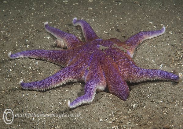 Purple sunstar