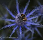 Bee on blue 1