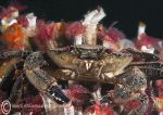 Velvet swimming crab and serpula
