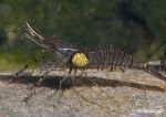 prawn with isopod parasite 2