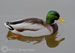 Mallard