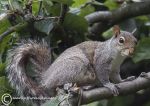 Grey squirrel