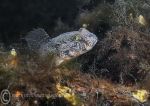 Black goby 3