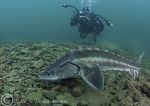 Russian Sturgeon