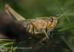 Common Green Grasshopper