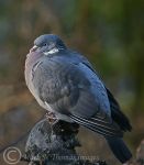 Wood Pigeon