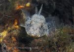 Black goby portrait