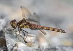 Common Darter 4