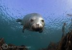 grey seal