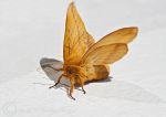 Drinker Moth