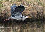 Heron in Flight