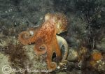 Lesser (or curled) Octopus