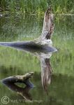 Fallen tree reflections 2